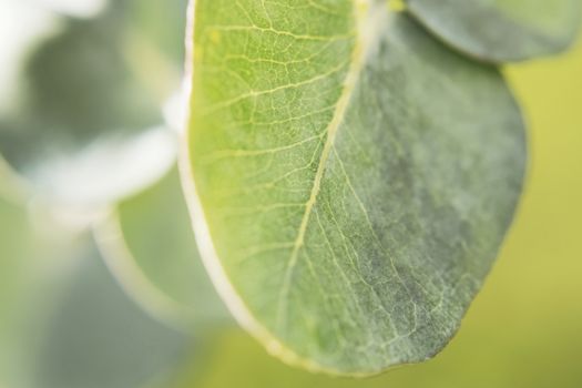 Eucalyptus leaves baby blue close up with streaks texture green macroshooting