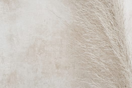 Whisk of a pampean grass against the background of beige white grunge wall a background