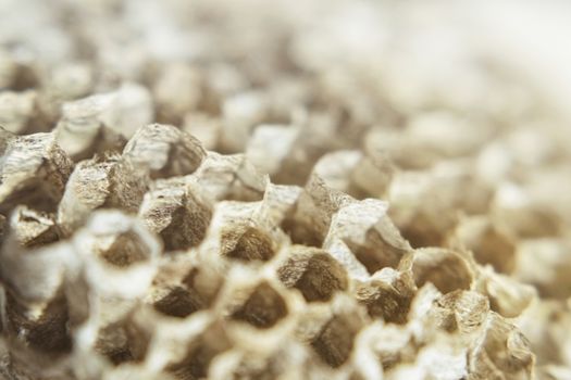 Empty hornet's nest the thrown empty honeycombs texture monochrome darkly beige