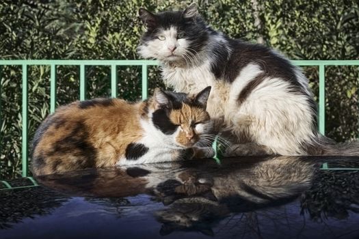 Two street cats are heated on a roof of the car in sunny day