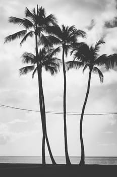 Black and white view of four palm trees crossed by some kind of electric wires hanging. Hawaii, US
