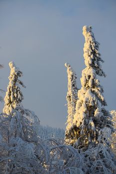 Trees covered with hoarfrost and snow arctic circle polar climate