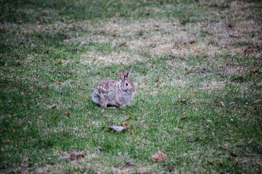 Cottontail rabbit sitting in a grass field