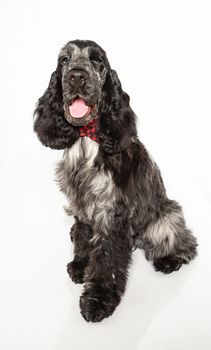 five month old english cocker spaniel puppy isolated on a white background