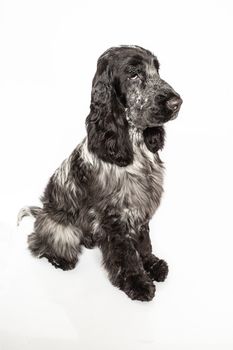 five month old english cocker spaniel puppy isolated on a white background