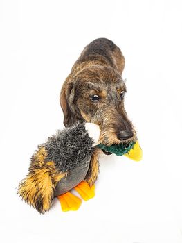 Wire haired dachshund holding on to a duck toy on a isolated on a white background