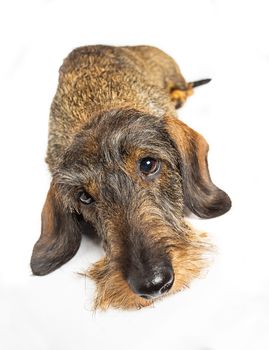 Wire haired dachshund sleeping on a isolated on a white background