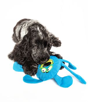 Cocker spaniel playing with a blue plush toy