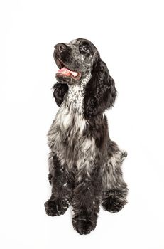 Cocker spaniel sitting and waiting for a treat isolated on a white background