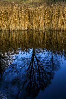 View on autumn landscape of river, grass and trees in sunny day. Grass and trees on river coast in autumn day. Reflection of autumn trees and grass in water. Autumn in Latvia. Autumn landscape with colorful trees and river. 