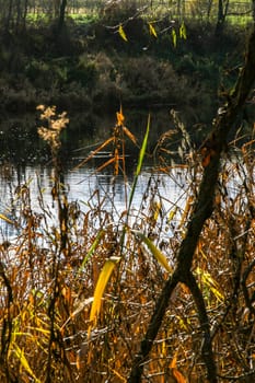 View on autumn landscape of river and grass in sunny day. Grass on river coast in autumn day. Reflection in water. Autumn in Latvia. Autumn landscape with colorful trees and river. 