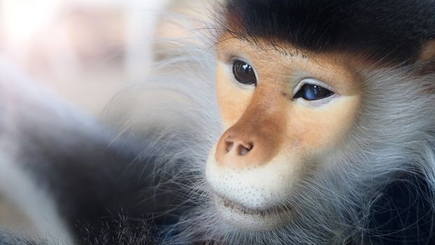 Close-up images of Red-shanked douc langur or Pygathrix nemaeus which is a kind of wild life Primates monkey and mostly can be found in Vietnam, Laos or Thailand plateau or rain forest 