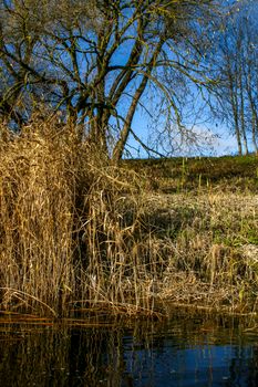 View on autumn landscape of river and trees in sunny day. Forest on river coast in autumn day. Reflection of autumn trees in water. Overgrown river shore. Autumn in Latvia. Autumn landscape with colorful trees, grass and river. 