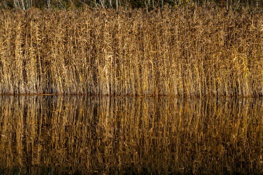 Mirror reflection of withered grass in the water of the river. Autumn in Latvia. Autumn landscape with yellow grass and river. Reflection in river.