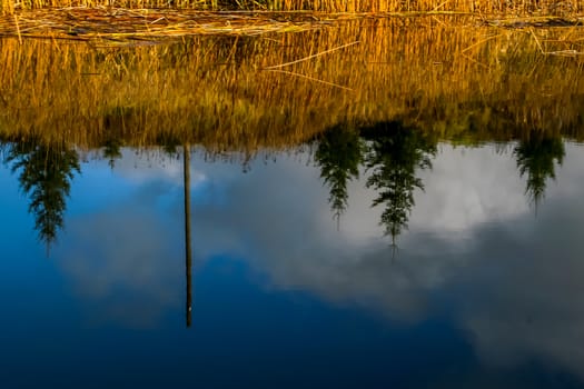 View on autumn landscape of river and trees in sunny day. Spruce trees on river coast in autumn day. Reflection of fir trees in water. Autumn in Latvia. Autumn landscape with colorful trees, yellow grass and river. Reflection in river