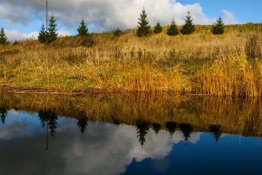 View on autumn landscape of river and trees in sunny day. Spruce trees on river coast in autumn day. Reflection of fir trees in water. Autumn in Latvia. Autumn landscape with colorful trees, yellow grass and river. 