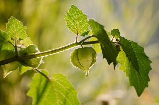 Green physalis with leaves on green background. Green physalis on branch as background.