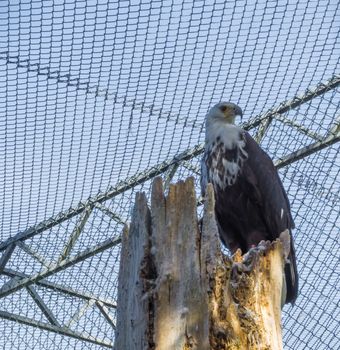 big gurneys eagle sitting on top of a tree trunk and looking around, a large bird of prey from australia