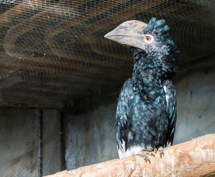 silvery cheeked hornbill bird sitting a branch, a tropical bird with a huge horned bill that lives in the african forest