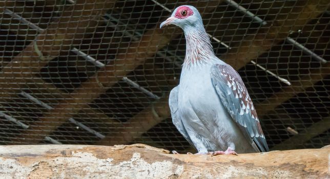 closeup of a speckled african rock pigeon sitting on a tree branch, a tropical bird from Africa