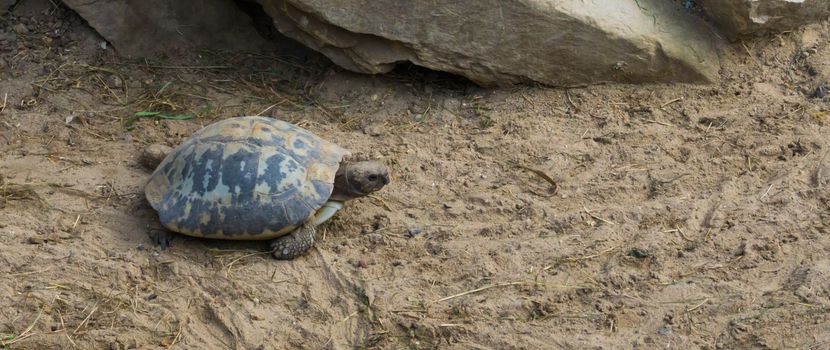 elongated turtle walking through te sand, a endangered tropical reptile from india
