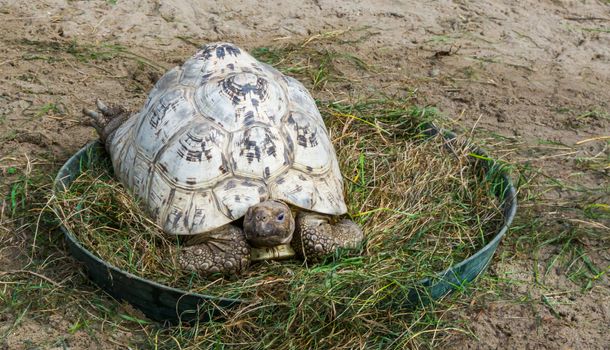 closeup of a leopard land turtle sitting in some grass, a tropical reptile from the Savannas of Africa