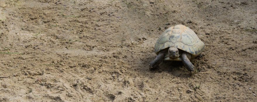 elongated turtle walking in the sand and looking towards camera