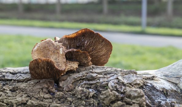 trunk of a tree with fungus in brown