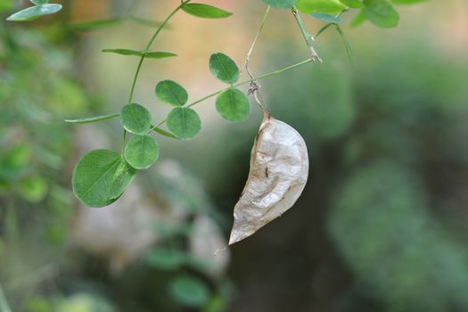 Common bladder senna seeds - Latin name - Colutea arborescens