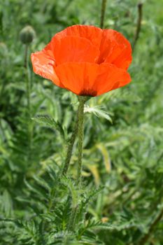 Red oriental poppy flower - Latin name - Papaver orientale Feuerriese