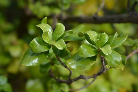 Karamu leaves - Latin name - Coprosma robusta