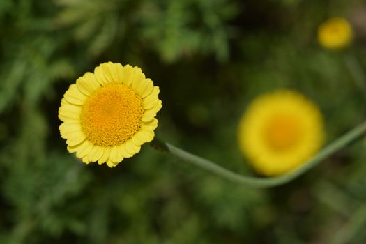 Yellow chamomile Sancti-Johannis - Latin name - Cota tinctoria subsp. Sancti-Johannis