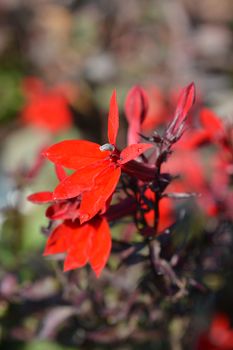 Cardinal Flower Fan Scarlet - Latin name - Lobelia x speciosa Fan Scarlet