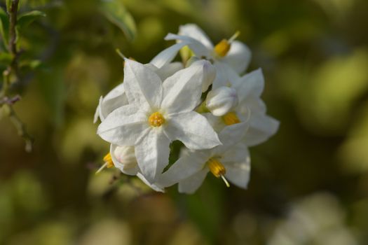 Potato vine white flowers and buds - Latin name - Solanum laxum (Solanum jasminoides)