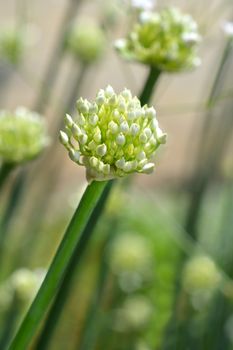 Garden onion white flower - Latin name - Allium cepa