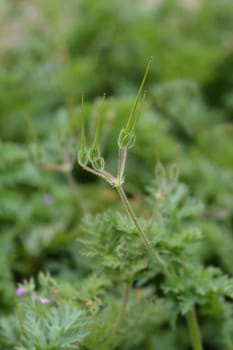 Common storksbill - Latin name - Erodium cicutarium