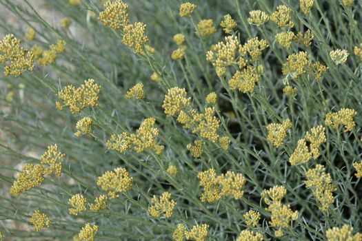 Italian everlasting yellow flowers - Latin name - Helichrysum italicum