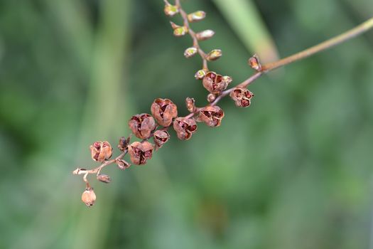 Montbretia Lucifer seeds - Latin name - Crocosmia Lucifer