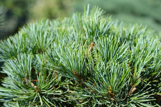 Tempelhof Japanese White Pine - Latin name - Pinus parviflora Tempelhof