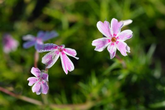 Creeping Phlox Candy Stripe - Latin name - Phlox subulata Candy Stripe