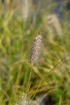 Chinese fountain grass Hameln - Latin name - Pennisetum alopecuroides Hameln