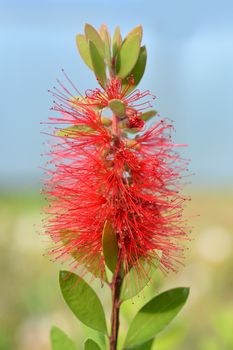 Scarlet Bottlebrush - Latin name - Callistemon Laevis
