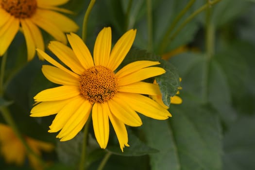 False sunflower Dauer Gold - Latin name - Heliopsis helianthoides Dauer Gold