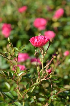 Lovely Fairy shrub rose - Latin name - Rosa polyantha Lovely Fairy