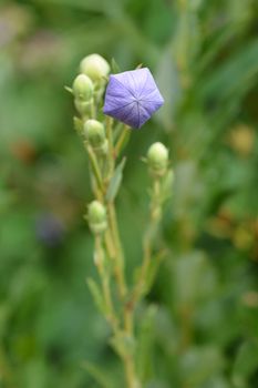 Balloon Flower bud - Latin name - Platycodon grandiflorus