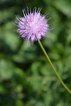 Single-flowered sawwort - Latin name - Klasea lycopifolia (Serratula lycopifolia)