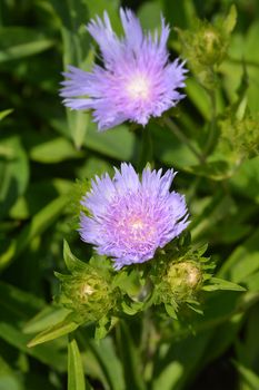 Stokes aster - Latin name - Stokesia laevis