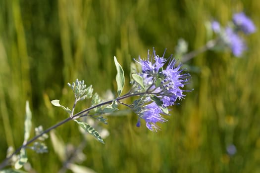 Bluebeard Heavenly Blue - Latin name - Caryopteris x clandonensis Heavenly Blue