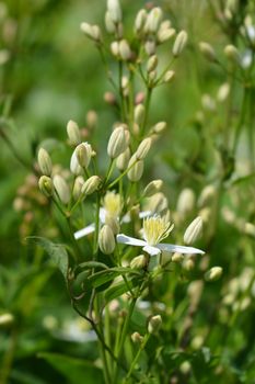 Erect clematis white flowers - Latin name - Clematis recta