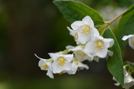 Florida mock orange white flowers - Latin name - Philadelphus floridus